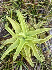 Pinguicula caerulea