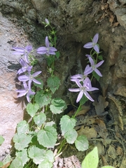 Campanula