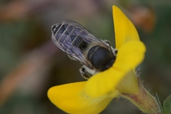Megachile leachella