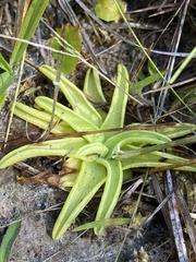 Pinguicula caerulea