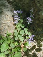 Campanula