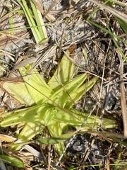 Pinguicula caerulea