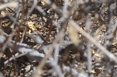 Aspidoscelis hyperythrus hyperythrus