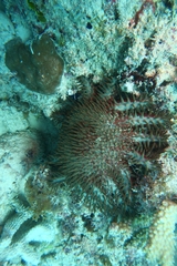 Acanthasteridae