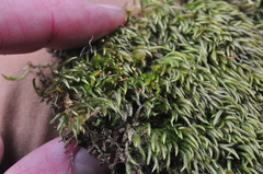 Pseudisothecium cristatum