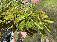 Heptapleurum arboricola