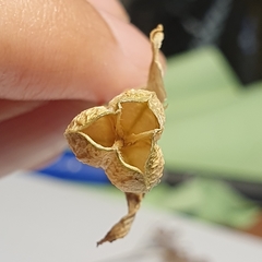 Magnoliopsida
