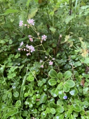 Saxifraga spathularis