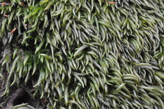 Pseudisothecium cristatum