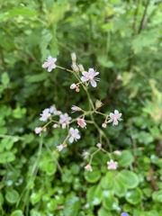 Saxifraga spathularis