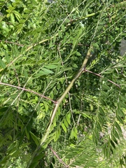 Gleditsia triacanthos