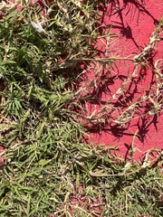 Poaceae