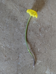 Harbouria trachypleura
