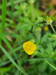 Potentilla argentea