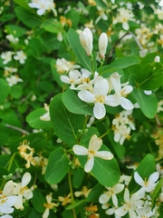 Amelanchier alnifolia