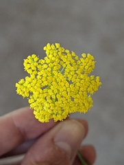 Harbouria trachypleura