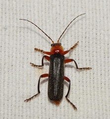 Cantharis pellucida