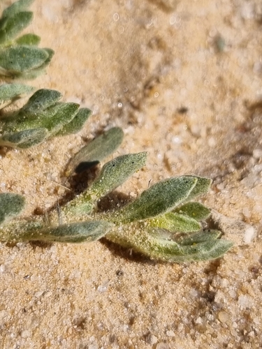 Image of Helichrysum argyrosphaerum by (c) Marc Fradera-Soler, some rights reserved (CC BY)