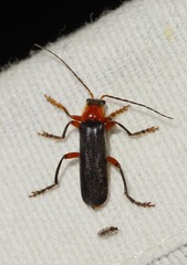 Cantharis pellucida