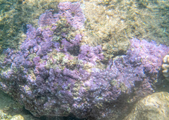 Montipora flabellata