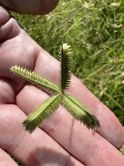 Dactyloctenium aegyptium