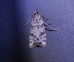 Scoparia pyralella