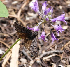 Erynnis telemachus