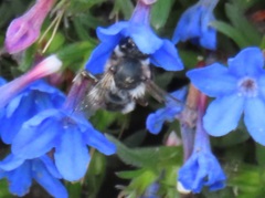 Anthophora pacifica
