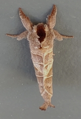 Clostera inclusa