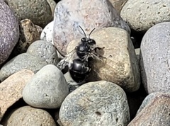 Anthophora pacifica