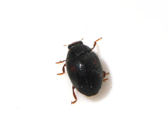 Scymnus frontalis