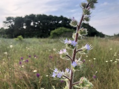 Echium italicum