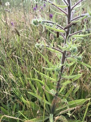 Echium italicum