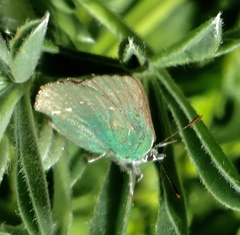 Callophrys viridis