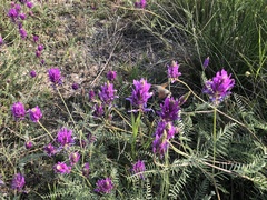 Astragalus onobrychis