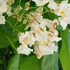 Catalpa