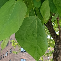 Catalpa
