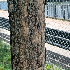 Catalpa
