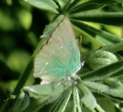 Callophrys viridis
