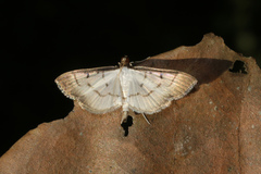 Eulepte alialis