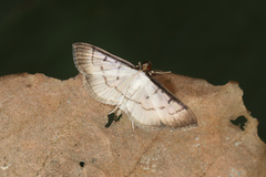 Eulepte alialis