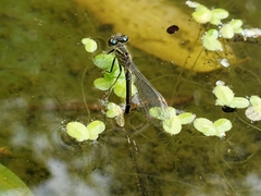 Ischnura elegans