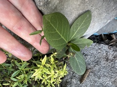 Ficus benghalensis