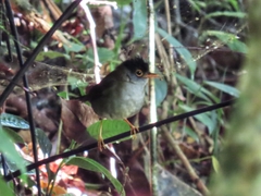 Catharus mexicanus