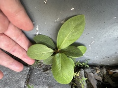 Magnoliopsida