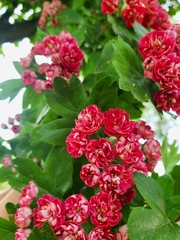 Crataegus