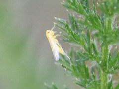 Eupteryx tenella