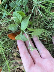 Cyanthillium cinereum