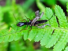 Xanthostigma xanthostigma