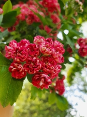 Crataegus